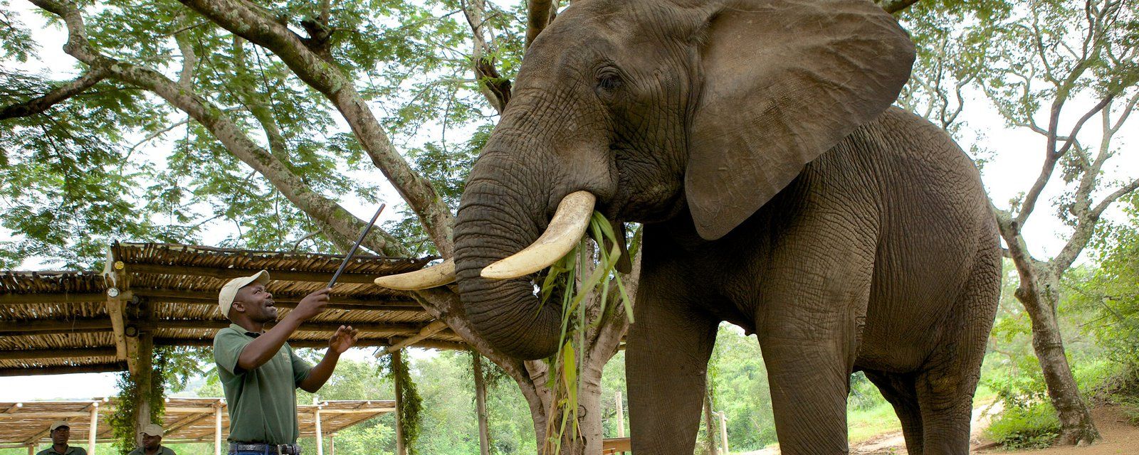 elephant whispers tours